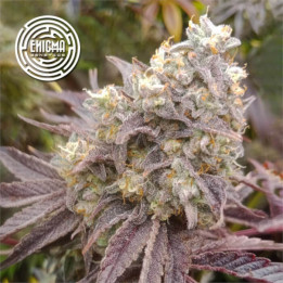 Semillas de marihuana feminizadas Forbidden Sherbert de Enigma Genetics