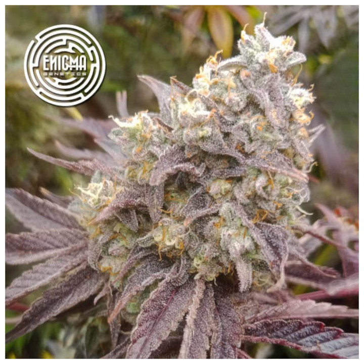 Semillas de marihuana feminizadas Forbidden Sherbert de Enigma Genetics