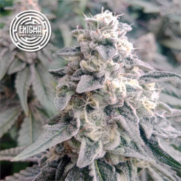 Semillas de marihuana feminizadas LA Wedding Pop de Enigma Genetics