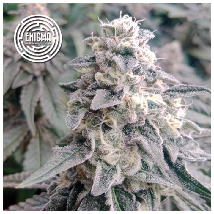 Semillas de marihuana feminizadas LA Wedding Pop de Enigma Genetics
