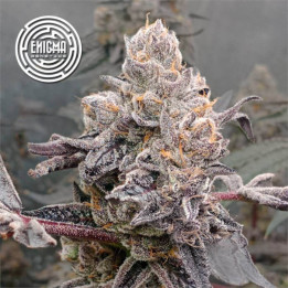Semillas de marihuana feminizadas Original Sunset Sherbert de Enigma Genetics