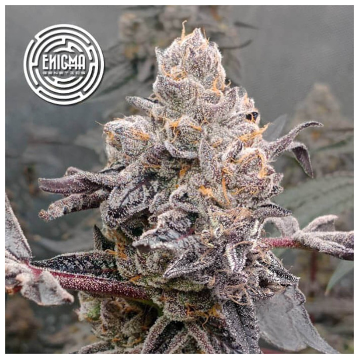 Semillas de marihuana feminizadas Original Sunset Sherbert de Enigma Genetics
