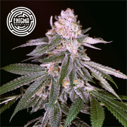Semillas de marihuana feminizadas Rozay de Enigma Genetics