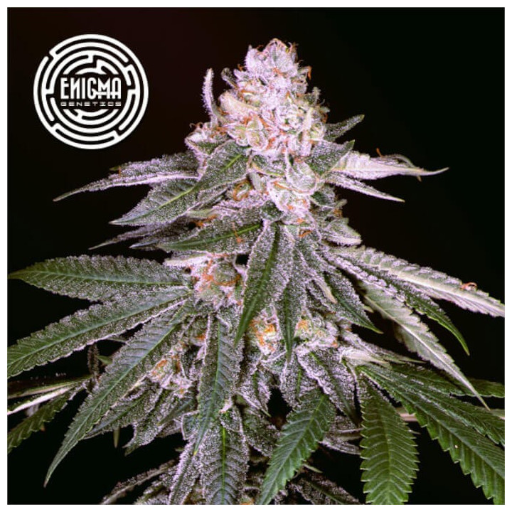 Semillas de marihuana feminizadas Rozay de Enigma Genetics