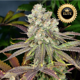 Semillas a granel Auto Gelato