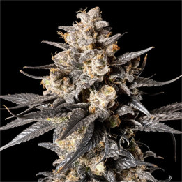 Semillas de marihuana feminizadas Apples & Bananas de 00 Seeds