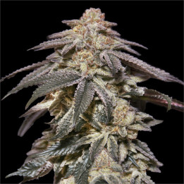 Semillas Autoflorecientes Apples & Bananas Auto de 00 Seeds