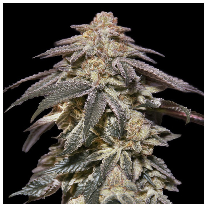 Semillas Autoflorecientes Apples & Bananas Auto de 00 Seeds