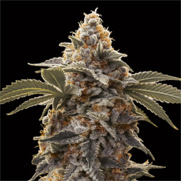 Semillas Autoflorecientes Bubba's Gift Auto de 00 Seeds