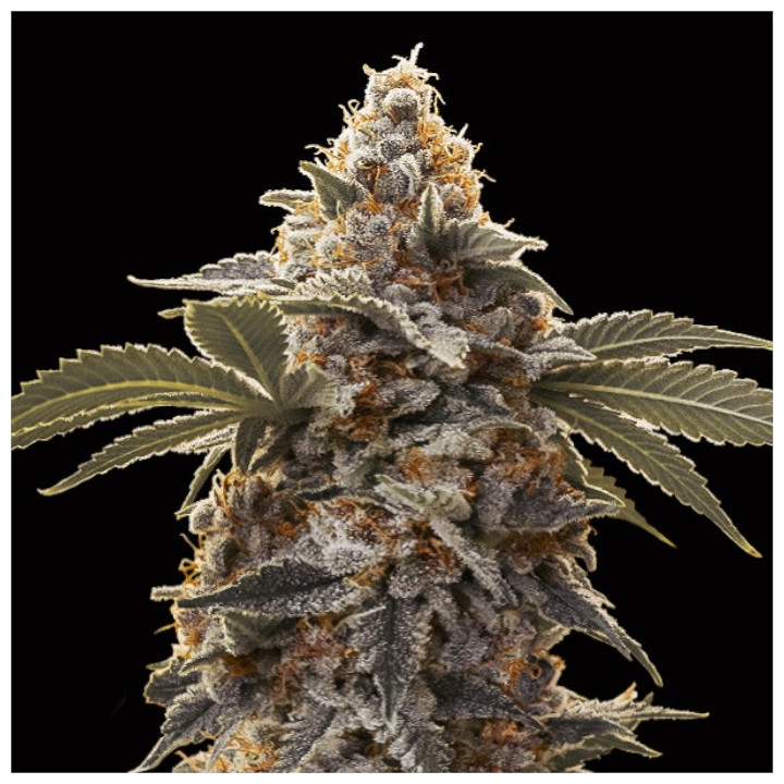 Semillas Autoflorecientes Bubba's Gift Auto de 00 Seeds