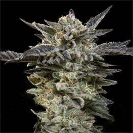 Semillas Autoflorecientes Oreoz Auto de 00 Seeds