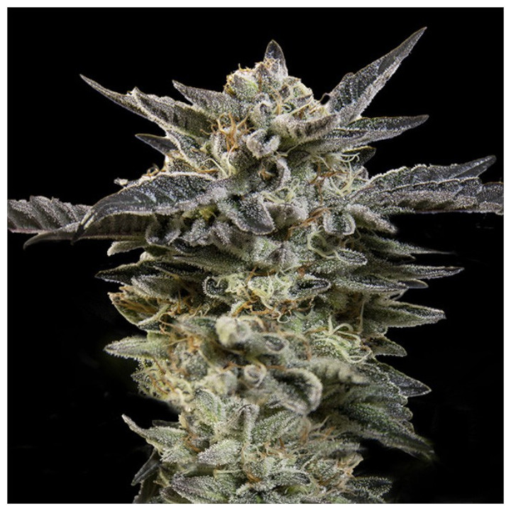 Semillas Autoflorecientes Oreoz Auto de 00 Seeds