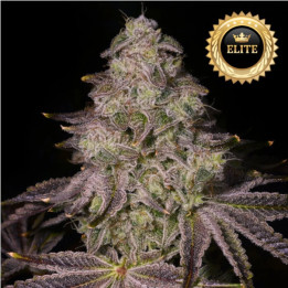 Semillas a granel Auto Rainbow Sherbet XXL