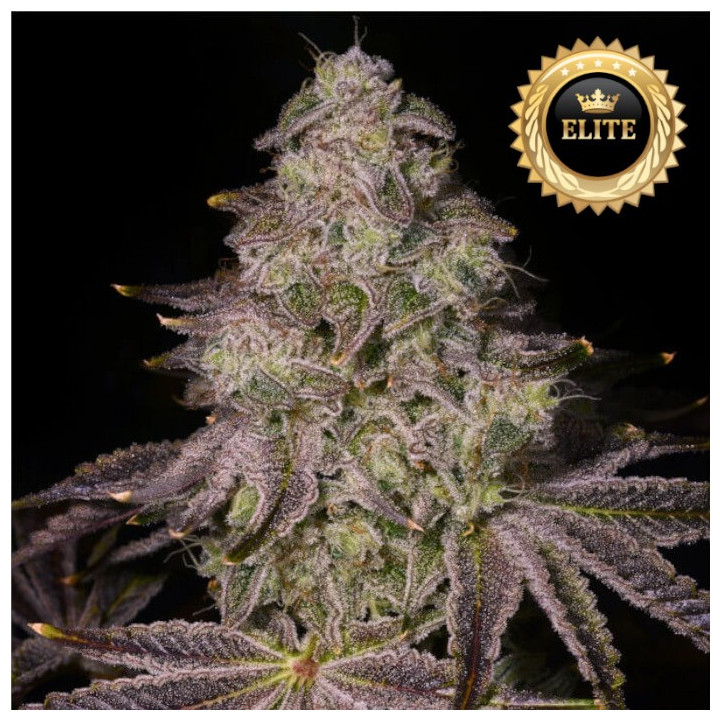 Semillas a granel Auto Rainbow Sherbet XXL