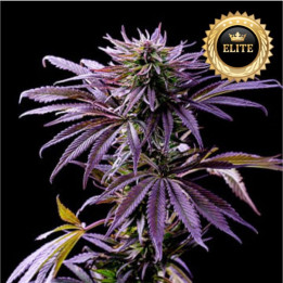 Semillas a granel Auto Tropicana Cookies XXL