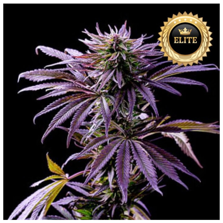 Semillas a granel Auto Tropicana Cookies XXL