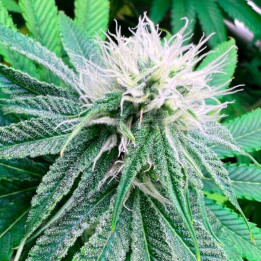 Semillas de marihuana feminizadas Banana Dessert S1 de R-Kiem