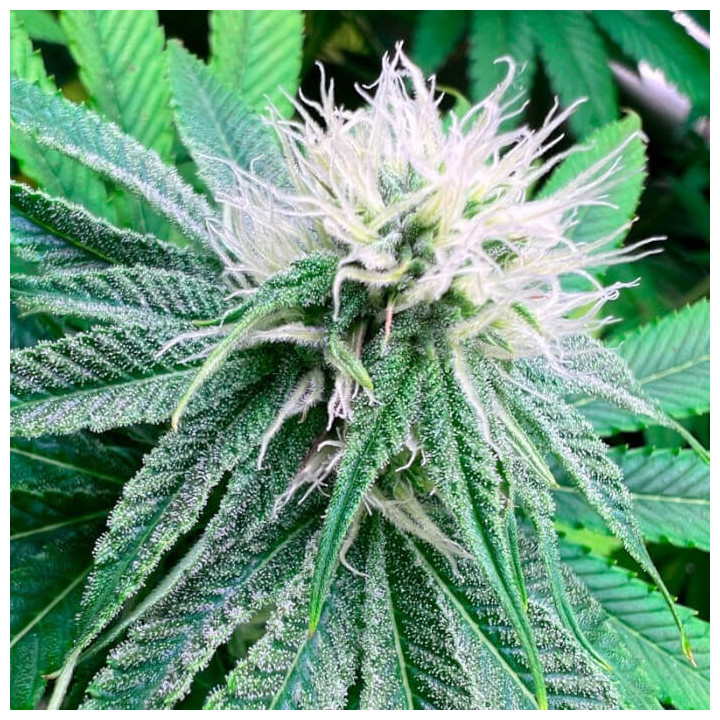 Semillas de marihuana feminizadas Banana Dessert S1 de R-Kiem