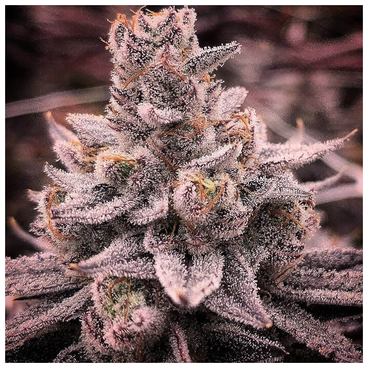 Semillas de marihuana regulares Banana Dessert de R-Kiem