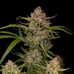 Semillas autoflorecientes Guava Auto de Fast Buds