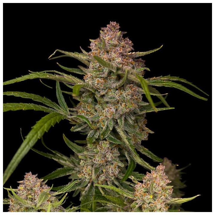 Semillas autoflorecientes Guava Auto de Fast Buds