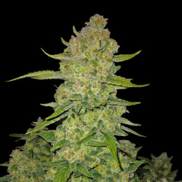 Semillas autoflorecientes Papaya Cookies Auto de Fast Buds