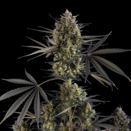 Semillas autoflorecientes Pound Cake Auto de Fast Buds