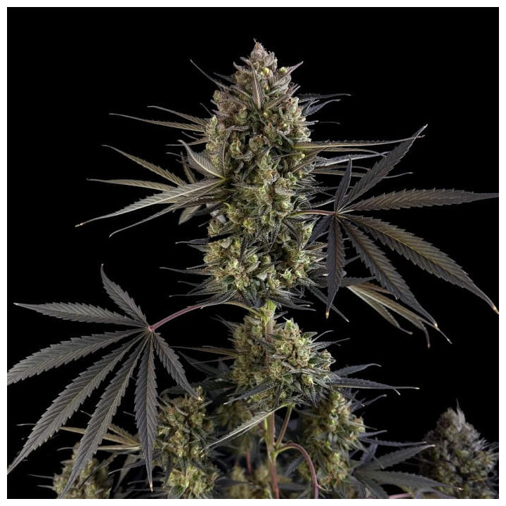 Semillas autoflorecientes Pound Cake Auto de Fast Buds