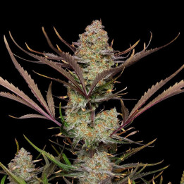 Semillas autoflorecientes Apple Strudel Auto de Fast Buds
