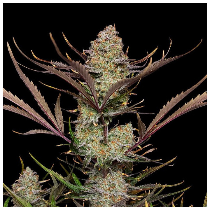 Semillas autoflorecientes Apple Strudel Auto de Fast Buds