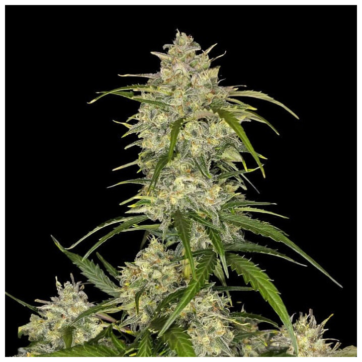 Semillas autoflorecientes Sour Jealousy Auto de Fast Buds