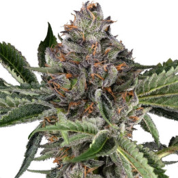 Semillas feminizadas Papaya Jealousy de Sensi Seeds