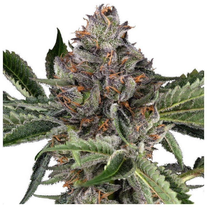 Semillas feminizadas Papaya Jealousy de Sensi Seeds