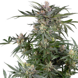 Semillas feminizadas Dosimosa de Sensi Seeds Research