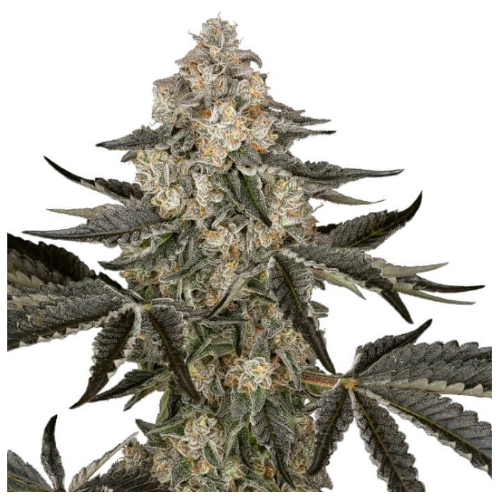 Semillas de marihuana autoflorecientes Sauvignon Blanc Auto de Sensi Seeds Research