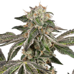 Semillas de marihuana Autoflorecientes Runtz auto de White Label