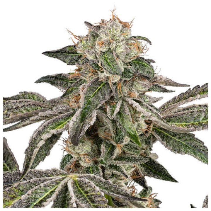Semillas de marihuana Autoflorecientes Runtz auto de White Label