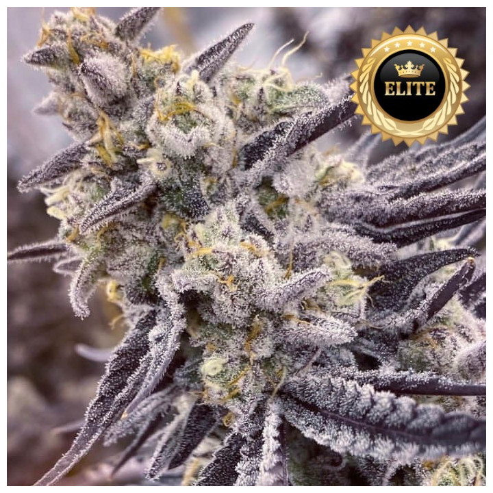 Semillas de marihuana feminizadas a granel RS-11