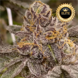Semillas de marihuana feminizadas a granel Peanut Butter Breath