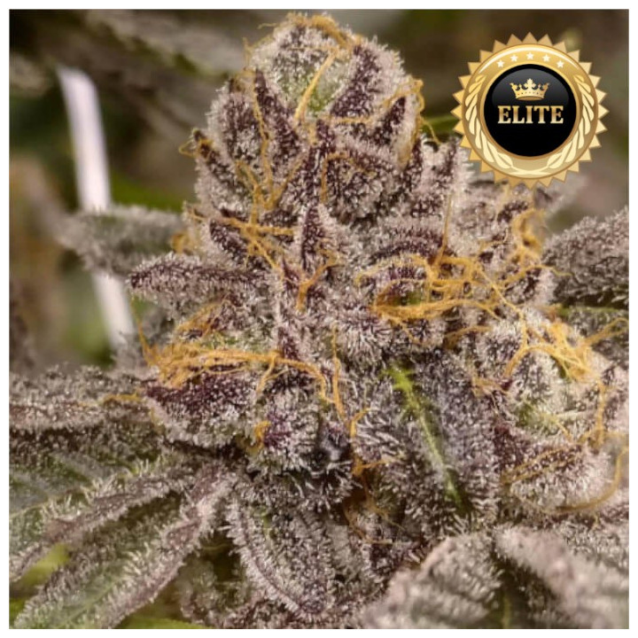 Semillas de marihuana feminizadas a granel Peanut Butter Breath
