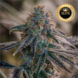 Semillas de marihuana feminizadas a granel Birthday Cake