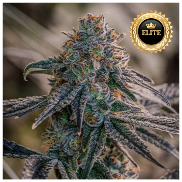 Semillas de marihuana feminizadas a granel Birthday Cake