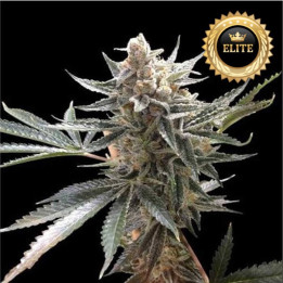Semillas de marihuana feminizadas a granel Tangie