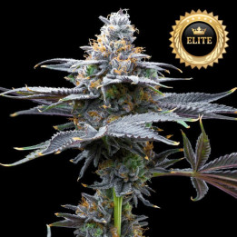 Semillas de marihuana feminizadas a granel Watermelon Candy