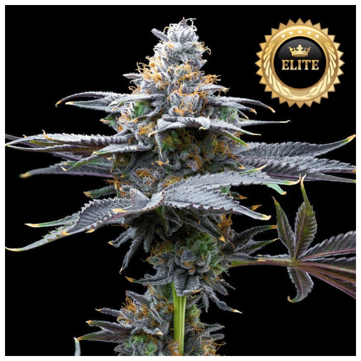 Semillas de marihuana feminizadas a granel Watermelon Candy