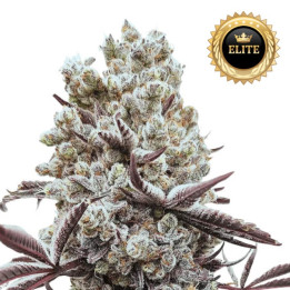 Semillas de marihuana feminizadas a granel Hokuzai