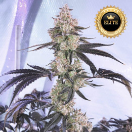 Semillas de marihuana feminizadas a granel Watermelon Zkittlez