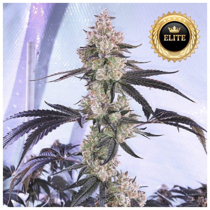 Semillas de marihuana feminizadas a granel Watermelon Zkittlez