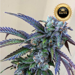 Semillas de marihuana feminizadas a granel Rainbow Chips