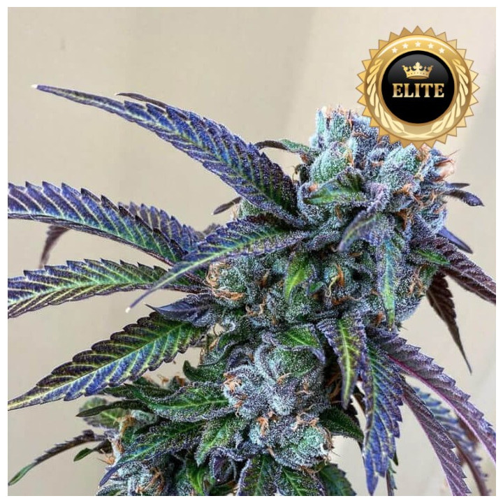 Semillas de marihuana feminizadas a granel Rainbow Chips